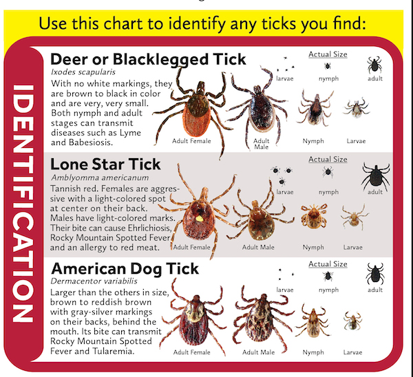 Chart to identify types of ticks