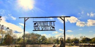 Spirit's Promise Equine Rescue