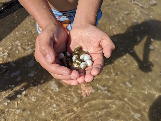 EcoDiscovery Experience Childs hands with baby blowfish